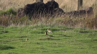 Eurasian Hoopoe Upupa epops Orford Ness Suffolk 5 Oct 2024 [upl. by Ahtnams504]