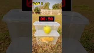 Which fruit will rot the Fastest Banana or Guava  Timelapse  🤔 youtubeshorts [upl. by Alenson878]