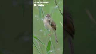 Tawnyflanked Prinia  Prinia subflava  Western Ghats  Nikon Z6III  180 600 zoom Lens [upl. by Yesmar]