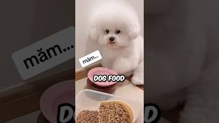 How Much Dog Food To Give Your Bichon Frise bunquystoc shorts bichonfrise dog pets animals [upl. by Noeht]