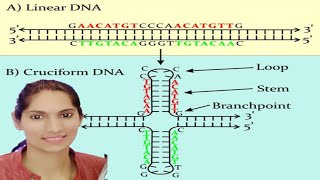 Cruciform DNA amp Slipped DNA Structure for Bsc  Msc NET CTET HTET [upl. by Sayette31]