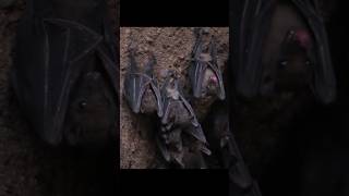 Fruit Bats Sounds  Chiroptera Sounds [upl. by Mcclish]