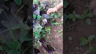 স্টবেরি গাছ বাগান থেকে তুলে টবে বসিয়ে দিলাম plants garden Binarofficial [upl. by Remat]