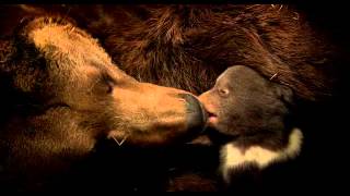 Osos Bears 2014 de Disneynature TRAILER DOBLADO [upl. by Ellata748]