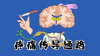 医学手绘疼痛  痛觉上行传导通路痛觉下行抑制通路 Pain ascending conduction pathway  pain descending inhibition pathway [upl. by Malley]