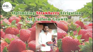 Optimizing Strawberry Irrigation with Driptechs Dripline [upl. by Sisson]