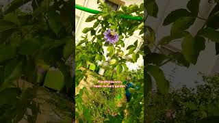 கிருஷ்ணா கமலம் beautifulflowersintheworld myhappygarden shortsvideo song [upl. by Dublin]