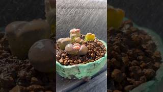 Let’s repot those Lithops Living Stones from Trader Joe’s before they dry out succulents lithops [upl. by Nobel118]