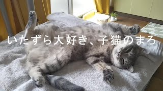 だいまろ 子猫を叱ろうとしたら、仲裁にはいってきただいごろう Vlog018 [upl. by Armilla]