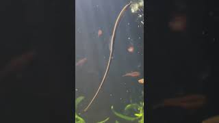 Pipefish in Planted Aquarium [upl. by Aniat]