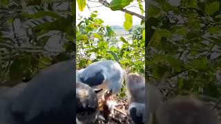 Blackshouldered kite Bird bites and tears a mouse for its children to eatEp36 [upl. by Mannes717]