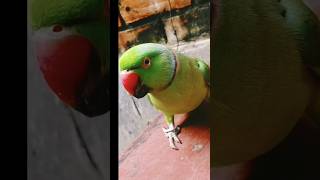 Parrot Talking ke tu ie  shorts tota viral ytshorts shots [upl. by Cristionna]