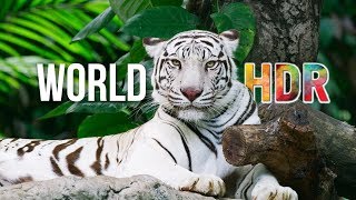 The World in HDR in 4K ULTRA HD [upl. by Socin]