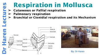 Respiration in Mollusca [upl. by Zeus]