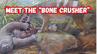 Meet the “Bone Crusher” Evolutionary History of Australia’s Iconic Tasmanian Tiger [upl. by Bokaj742]