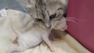 Hungry Newborn Kittens Crying For Bottle Feeding But Mom Cat Carrying Them In Mouth To Her Home [upl. by Itnahs]