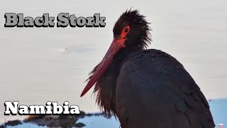 Namibia Safarihoek Live Wildlife Cam Bocian Czarny  Black Stork Ciconia nigra 😁👻 301024 [upl. by Scandura]