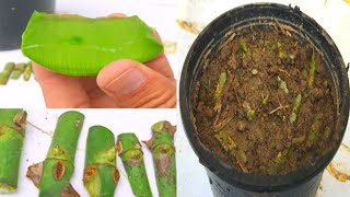 Most successful and easiest way to grow rose  grow rose easy and fast with aloe vera  rose [upl. by Deb]