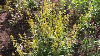 Pollinators on Zigzag Goldenrod [upl. by Correna]