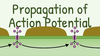 Propagation of Action Potential [upl. by Vieva]