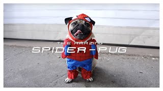 SPIDERPUG  Doug The Pug [upl. by Ynabe286]