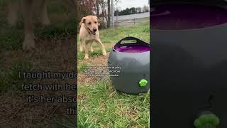 Clever Doggo Uses Machine to Play Fetch with Herself  ViralHog [upl. by Kablesh]