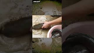 fishing trick 10 fish in one go microfacts [upl. by Nnairek]