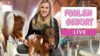 Fohlen Geburt LIVE💕😱 Geburt das erste Wiehern amp Aufstehen😱 [upl. by Eiliah]