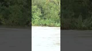 High water levels in Frances Gardon river [upl. by Ormsby]