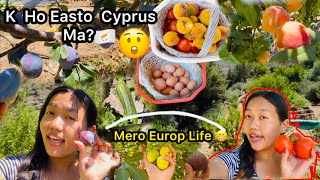 Cyprus Vlog 🇨🇾K Ho Easto Cyprus Ma🤔 Vlog Video Village  Picking Organic fruits Rosna Rai vlog [upl. by Haldi]