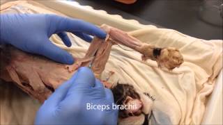 Cat Muscle Identification [upl. by Hawthorn]