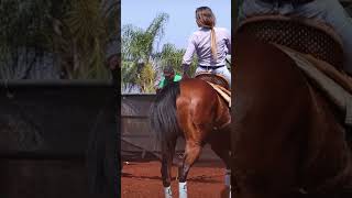 she is spectacular with apsolupto control on the horsehorse caballos cowgirl sporthorses horse [upl. by Jeannette403]