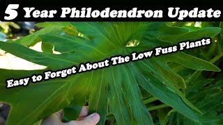 Philodendron Bipinnatifidum Update  5 Years Later [upl. by Jessamine]