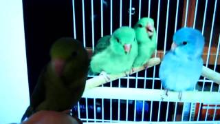 Parrotlet Chirping At Other Birds [upl. by Ylrrad]