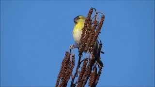 Sijzen  Siskin  Carduelis spinus  in onze zwarte els [upl. by Northey]