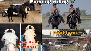 Evening horse ridning🐎  Results of 🏆SHAKTI🏆  GOAT FARM🐐 [upl. by Lammond]