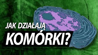 Komórka jak ogromna fabryka [upl. by Ardeth]