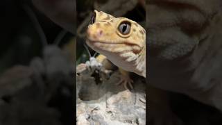 Proof Leopard Geckos Are The Smartest Reptiles [upl. by Bernete]