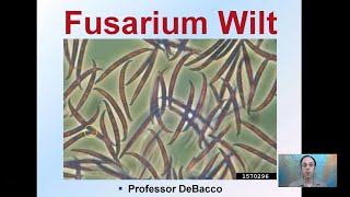 Fusarium Wilt [upl. by Brinson799]