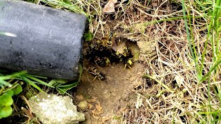 Massive UNDERGROUND Yellow Jacket Nest Swarmed and Attacked Dog and Owner Wasp Nest Removal [upl. by Nilreb75]