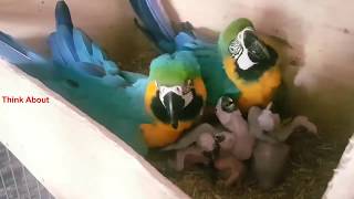 Inside the Nest of Blue Gold Macaws with their chicks cute baby funny beautiful [upl. by Anairad]