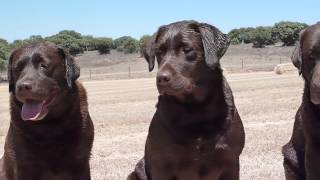 LABRADORES DE LA SALMANTINA  CACHORROS DE LABRADOR CHOCOLATE  NUESTROS EJEMPLARES [upl. by Nosle]