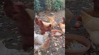 🥄 Treats Feed and Fresh Eggs Daily Chicken Care 🐔 [upl. by Nnaitsirk]