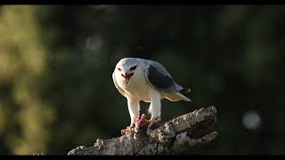 Black shouldered Kite Elanus caeruleus [upl. by Ynafets950]