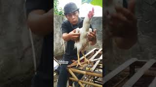 Ayam kontes Plucker shorts plucker ayamkontes vlog [upl. by Tamma]