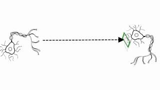 Anatomy amp Physiology Neural Communication Synaptic Transmission [upl. by Ial]