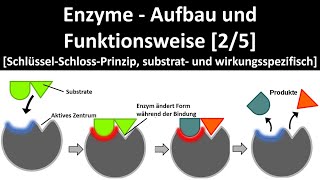 Enzyme  Aufbau und Wirkungsweise SchlüsselSchlossPrinzip Substrat u Wirkungsspezifität 25 [upl. by Etolas]