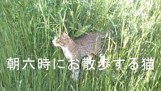 だいまろ お散歩したくて日の出に飼い主をたたき起こす猫 Vlog008 [upl. by Pelagia]