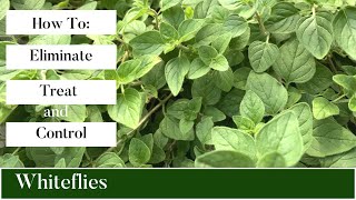 How To Eliminate Treat and Control Whiteflies on Your PlantsWhitefly Control [upl. by Evante]