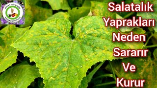 Salatalık Yaprakları Neden Sararır ve Kurur🥒Salatalığa Acilen Bu İlacı Uygula Ve Salatalığı Kurtar [upl. by Dachi]